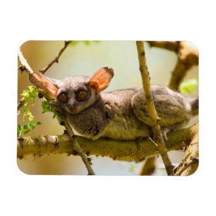 Senegalgalago (Galago senegalensis) Magnet