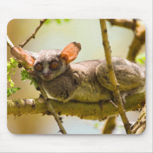 Senegalgalago (Galago senegalensis) Musmatta