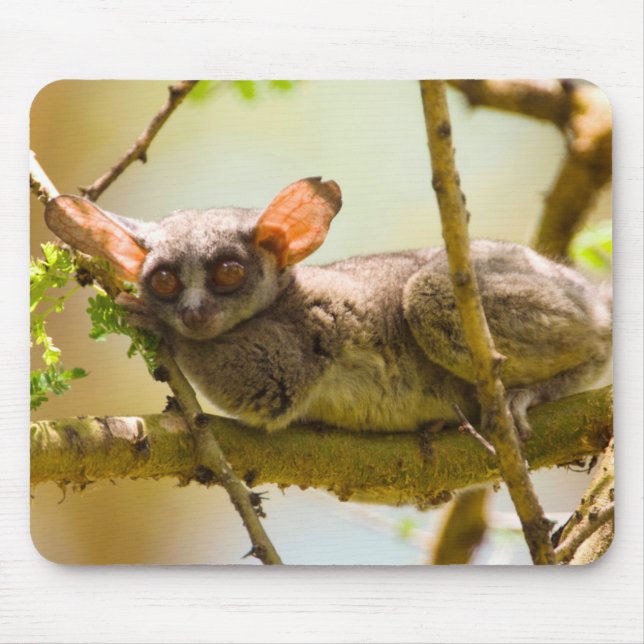 Senegalgalago (Galago senegalensis) Musmatta (Framsidan)