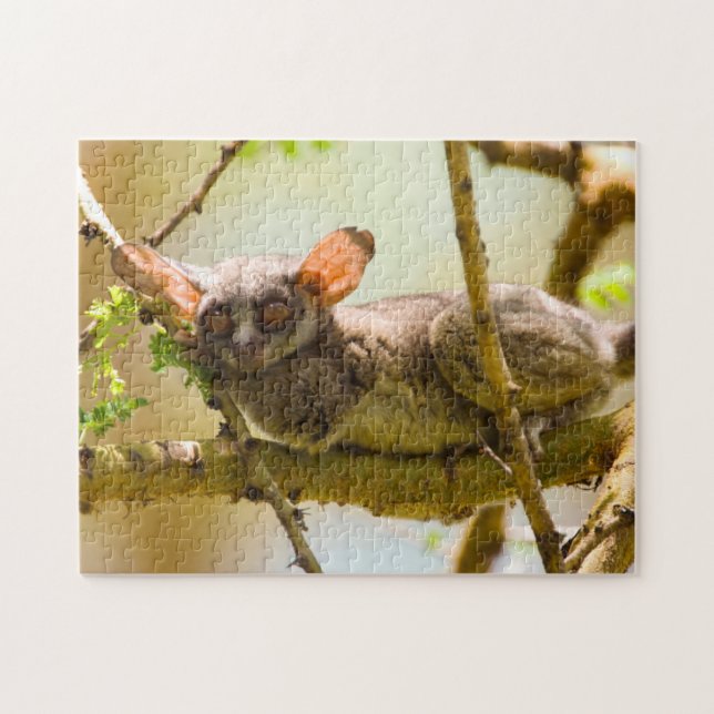 Senegalgalago (Galago senegalensis) Pussel (Horisontell)