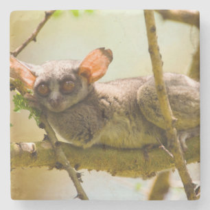 Senegalgalago (Galago senegalensis) Stenunderlägg