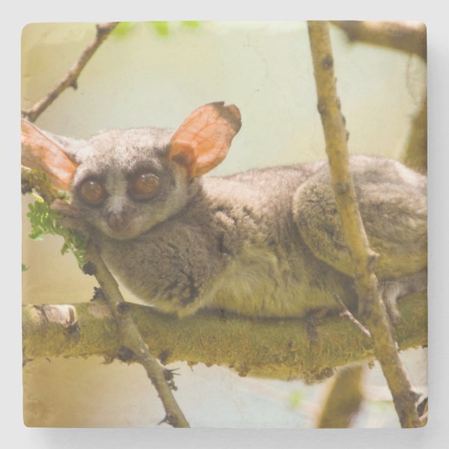 Senegalgalago (Galago senegalensis) Stenunderlägg (Framsidan)