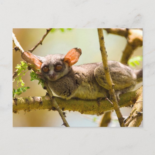 Senegalgalago (Galago Senegalensis) Vykort (Framsida)