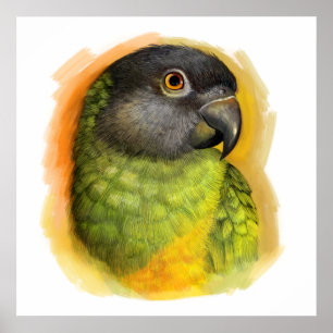 Senegalparrot, realistisk målning poster