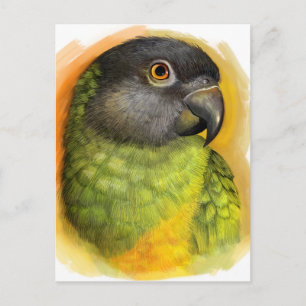 Senegalparrot, realistisk målning vykort