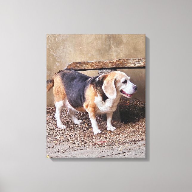 Senior pet Beagle, Daisy Elizabeth tar en promenad Canvastryck (Framsida)