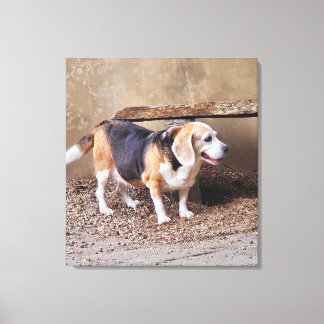 Senior pet Beagle, Daisy Elizabeth tar en promenad Canvastryck