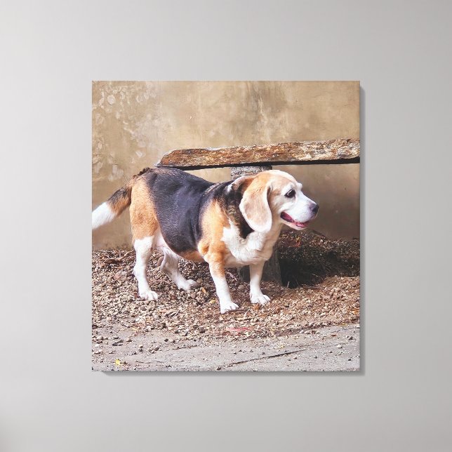 Senior pet Beagle, Daisy Elizabeth tar en promenad Canvastryck (Framsida)