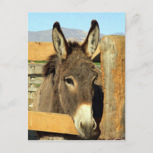 Seno Burro Vykort
