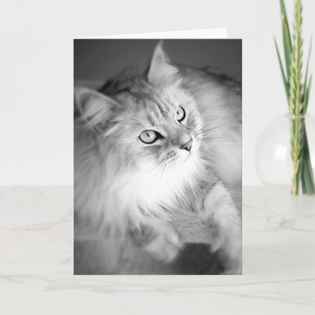 Sensational Siberian Blank Card Kort (Framsida)