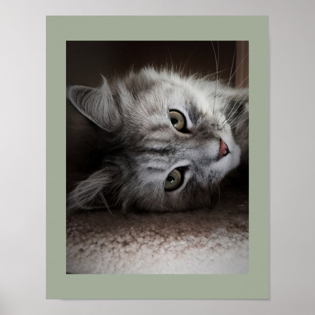 Sensational Siberian Cat Poster (Framsidan)