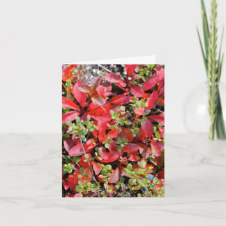 Sensommar i Alaska - 4" x 5.6" Notkort Kort