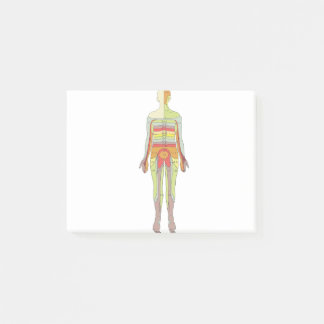 Sensorisk dermatomes neurologi post-it block