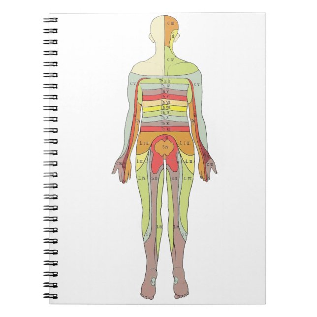 Sensoriska dermatomer Neurologi Anteckningsbok (Framsidan)