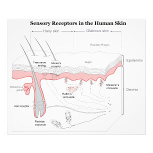 Sensoriska receptorer i humant huddiagram fototryck