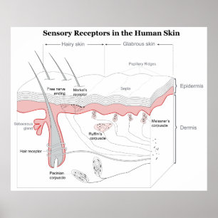Sensoriska receptorer i humant huddiagram poster