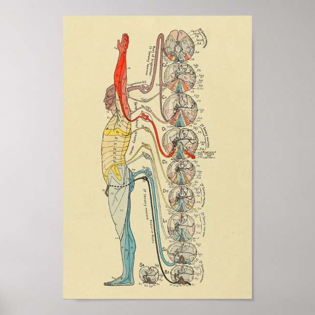 Sensoriskt nervsystem - medicinska anatomdiagram poster (Framsidan)