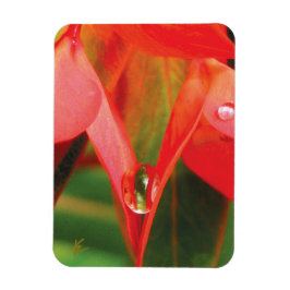 Sensual, Red Petals with Dew, Sexy Flower Magnet