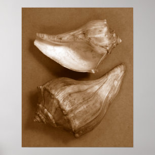 Sensuella Snäckor Poster