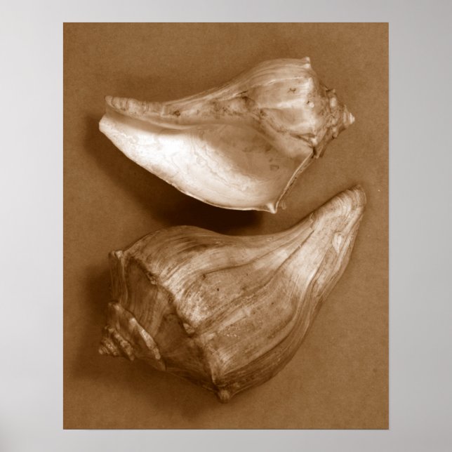 Sensuella Snäckor Poster (Framsidan)