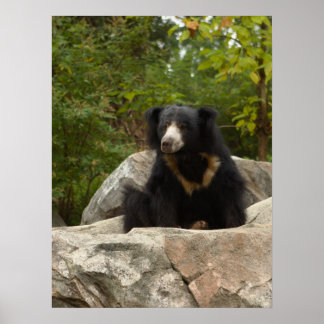 Sent Bear Photo Poster