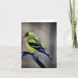 Sent eftermiddag Goldfinch blank inuti Kort
