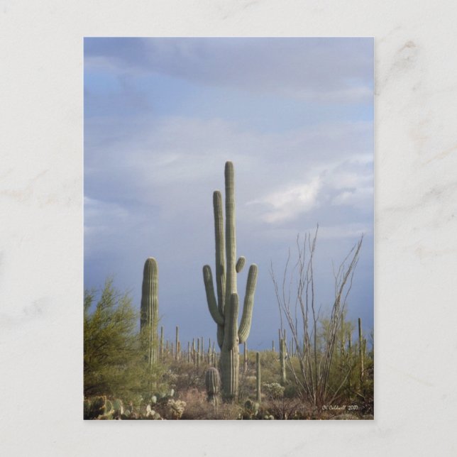 Sent eftermiddag i öknen vykort (Framsida)