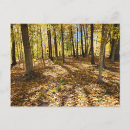 Sent fall i Skogen Vykort