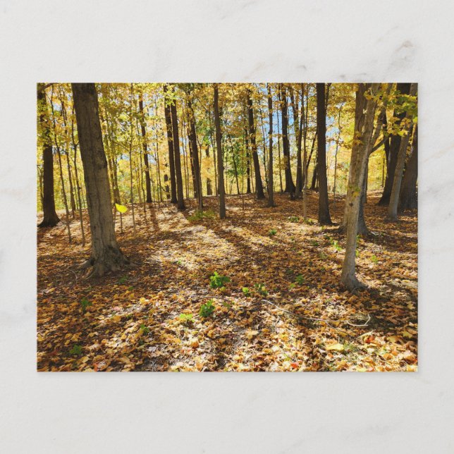 Sent fall i Skogen Vykort (Framsida)