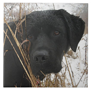 Sent Season Hunt - Svart lab - Labrador Kakelplatta
