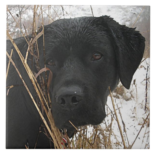 Sent Season Hunt - Svart lab - Labrador Kakelplatta (Framsidan)