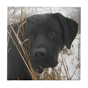 Sent Season Hunt - Svart lab - Labrador Kakelplatta