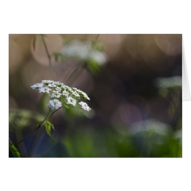 Sent sommarsnöre hälsningskort (Framsidan Horizontal)