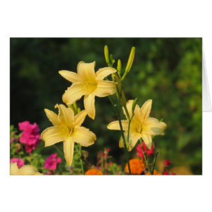 Sent Summer Fling - Daylilies Hälsningskort