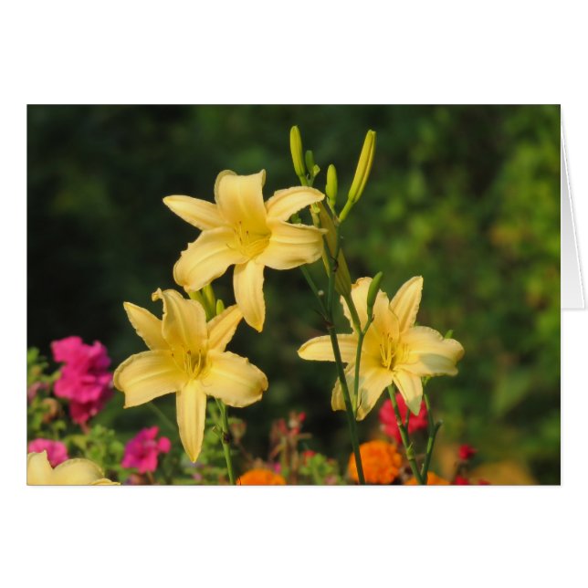 Sent Summer Fling - Daylilies Hälsningskort (Framsidan Horizontal)
