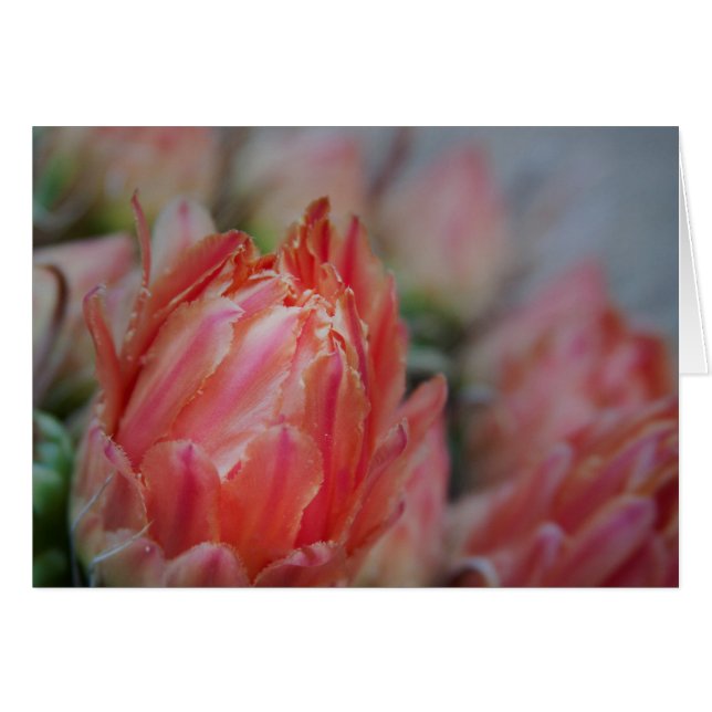 Sent Summers bounty Hälsningskort (Framsidan Horizontal)