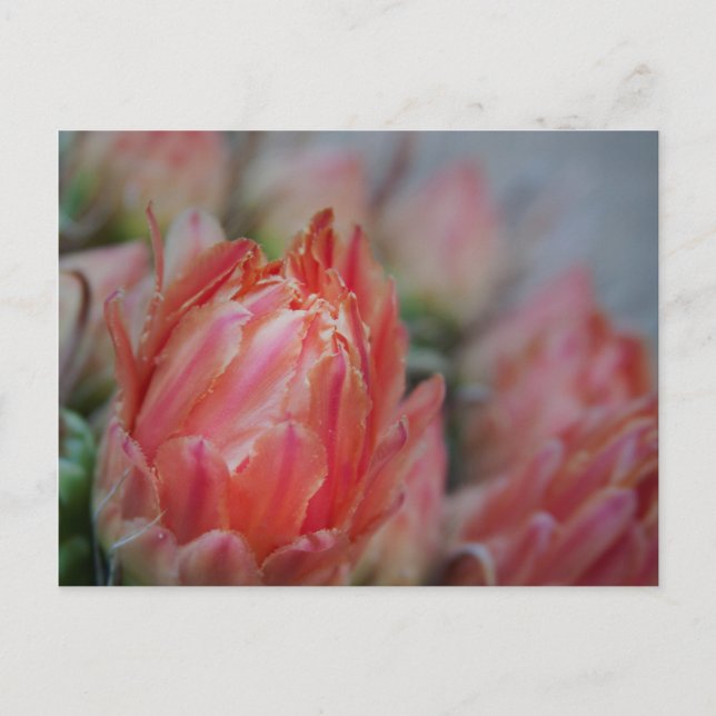 Sent Summers bounty Vykort (Framsida)