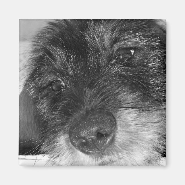 Sentimental Magnet (Framsidan)