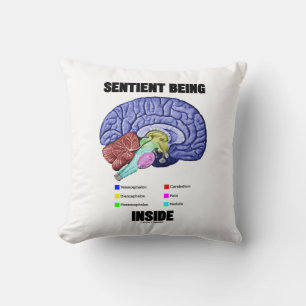 Sentin som befinner sig innanför anatomiskt bromss kudde