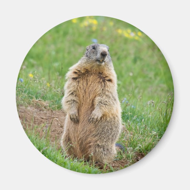 Sentinel marmot magnet (Framsidan)