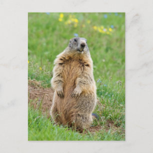 Sentinel marmot vykort