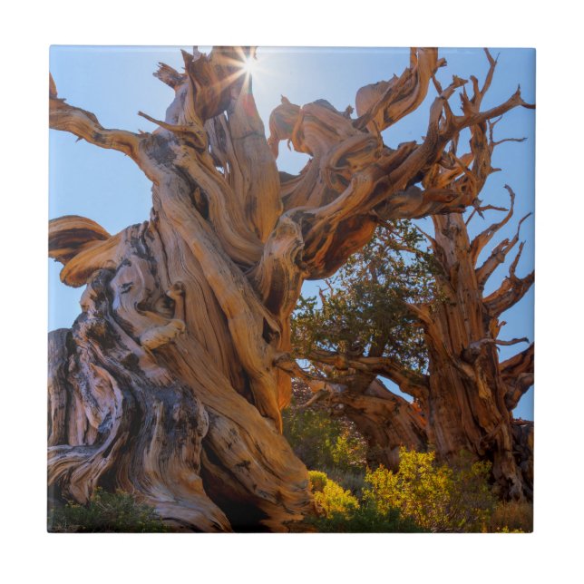 Sentinel Träd Kakelplatta (Framsidan)