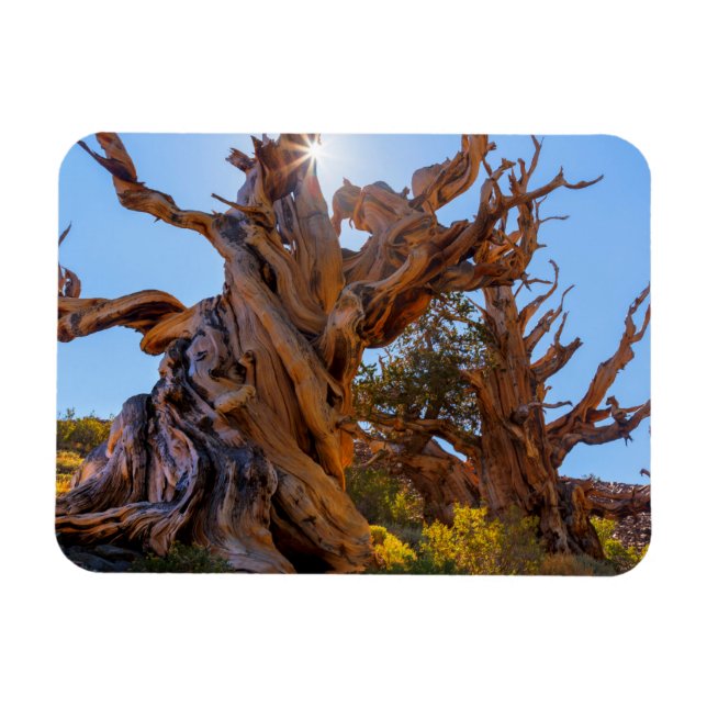 Sentinel Träd Magnet (Horisontell)