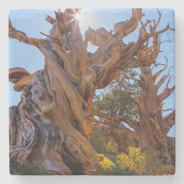 Sentinel Träd Stenunderlägg (Framsidan)