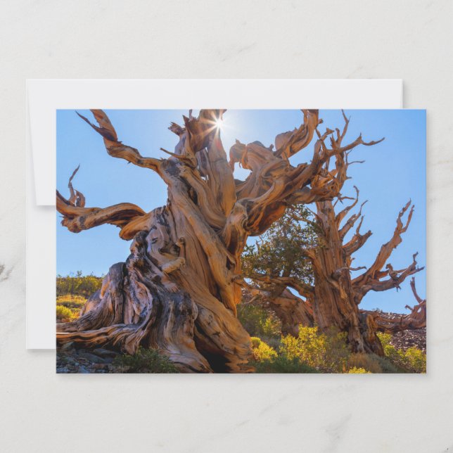 Sentinel Träd Tack Kort (Framsida)