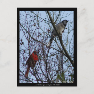 Sentinels Blue Jay och Cardinal av Lee Hiller Vykort