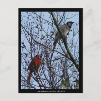 Sentinels Blue Jay och Cardinal av Lee Hiller Vykort