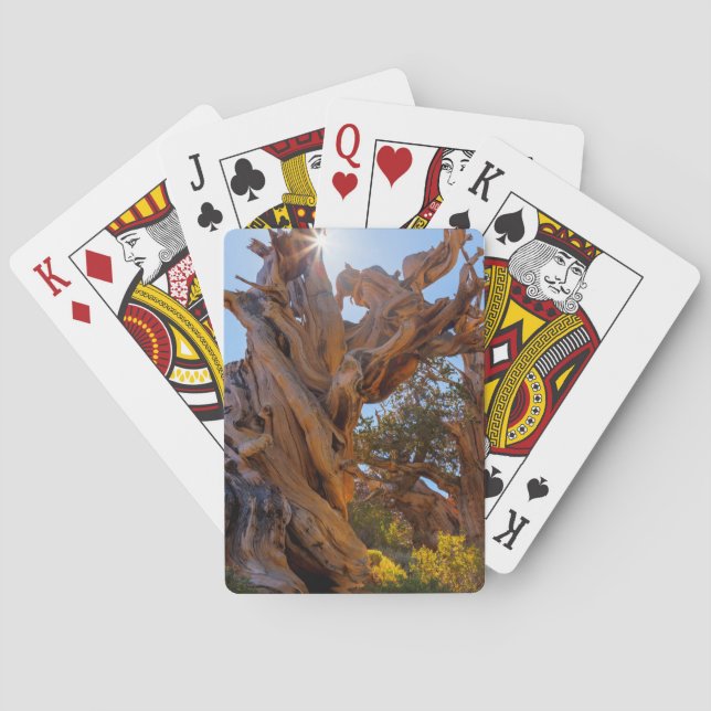 Sentinelträdet Casinokort (Baksidan)