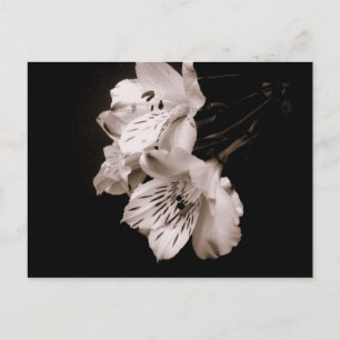 Sepia Alstroemeria Lily Postcard Vykort
