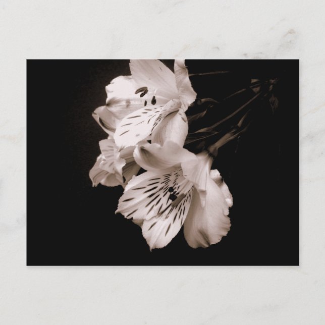 Sepia Alstroemeria Lily Postcard Vykort (Framsida)